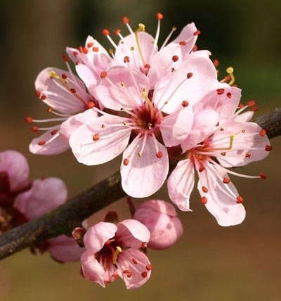  عکس زیبای طبیعت