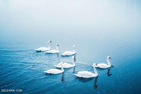  عکس قو برای پروفایل