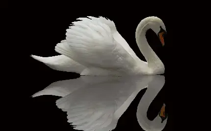  عکس قو واقعی