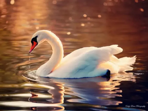  عکس قوهاي عاشق