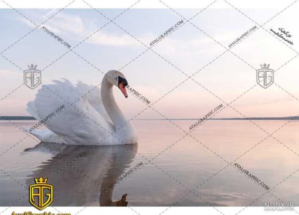  عکس قو جفت