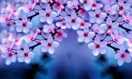  عکس شاخه شکوفه های سفید بهاری