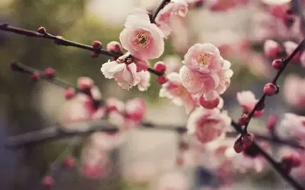  عکس گل و شکوفه سفید و صورتی