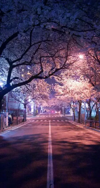  عکس گل و شکوفه سفید و صورتی