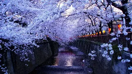  عکس گل و شکوفه سفید و صورتی