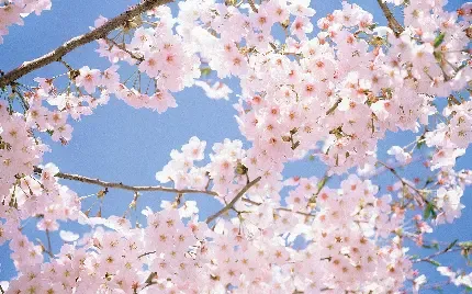 عکس گل و شکوفه سفید و صورتی