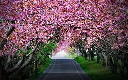  عکس گل و شکوفه سفید و صورتی
