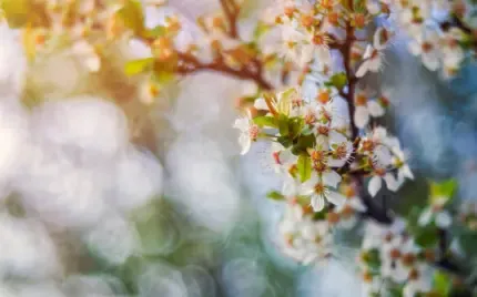  عکس گل و شکوفه سفید و صورتی