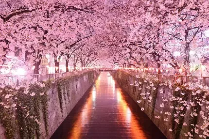  عکس گل و شکوفه سفید و صورتی