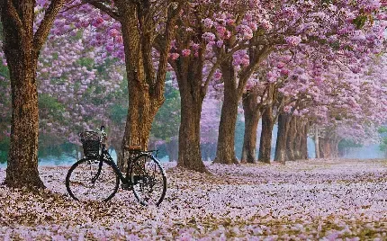  عکس گل و شکوفه سفید و صورتی
