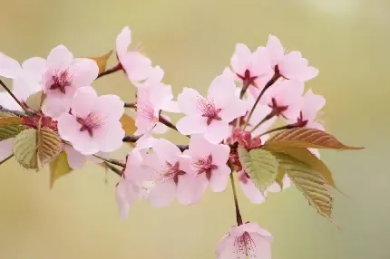  عکس گل و شکوفه سفید و صورتی