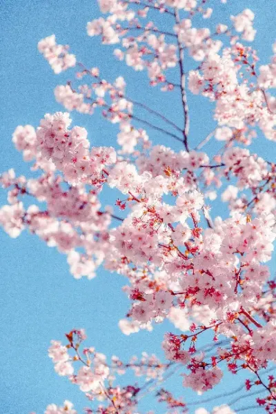  عکس گل و شکوفه سفید و صورتی