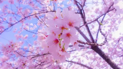  عکس گل و شکوفه سفید و صورتی