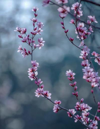  عکس زیبا و رویایی شکوفه های بهاری