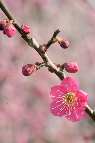  عکس زیبا و رویایی شکوفه های بهاری