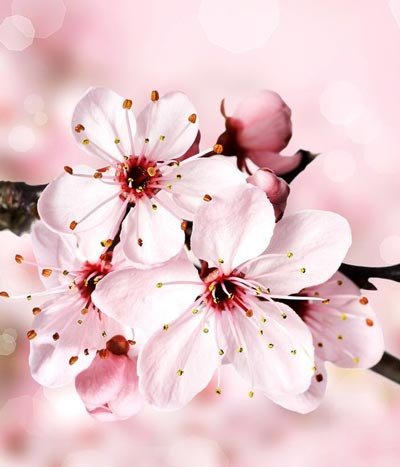  عکس زیبا و رویایی شکوفه های بهاری