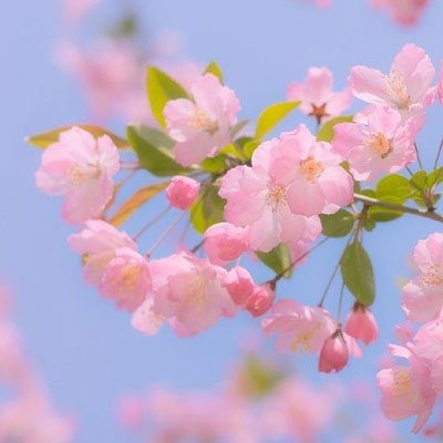  عکس زیبا و رویایی شکوفه های بهاری