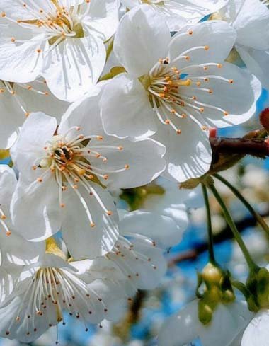  عکس زیبا و رویایی شکوفه های بهاری