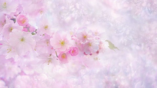  تصویر زمینه طبیعت بهاری