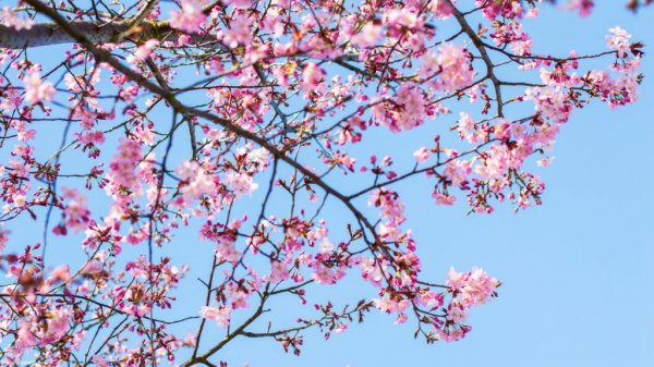  تصویر زمینه طبیعت بهاری