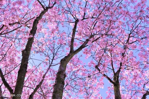  عکس زیبا و خاص شکوفه در فصل دل انگیز بهار