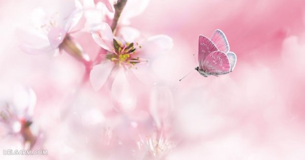  عکس زیبا و خاص شکوفه در فصل دل انگیز بهار