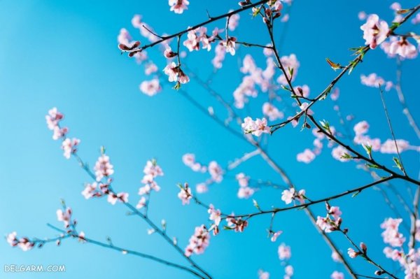  عکس زیبا شکوفه های بهاری بر روی شاخه