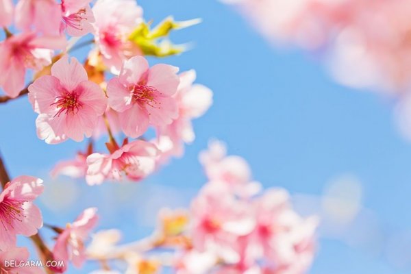  عکس زیبا شکوفه های بهاری بر روی شاخه