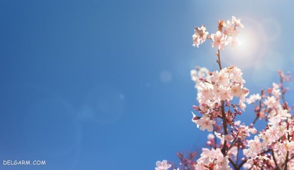  عکس زیبا شکوفه های بهاری بر روی شاخه