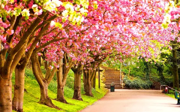  عکس قشنگ طبیعت بهاری برای پس زمینه