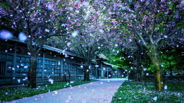  عکس قشنگ طبیعت بهاری برای پس زمینه