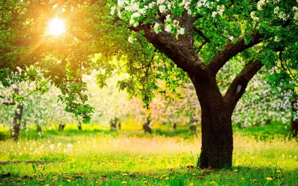  عکس قشنگ طبیعت بهاری برای پس زمینه