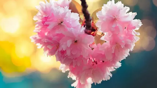  عکس قشنگ طبیعت بهاری برای پس زمینه
