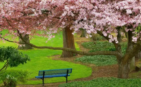  عکس قشنگ طبیعت بهاری برای پس زمینه