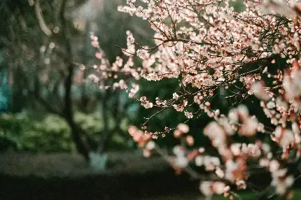  عکس شکوفه بهاری برای اینستاگرام