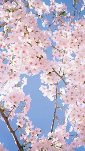  عکس شکوفه بهاری برای اینستاگرام