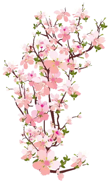  عکس شکوفه بهاری برای اینستاگرام
