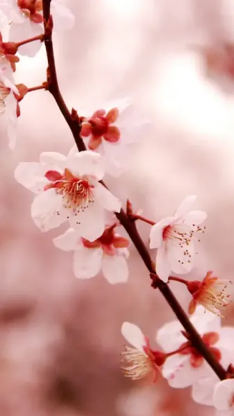  عکس شکوفه بهاری برای اینستاگرام
