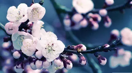  عکس شکوفه بهاری برای اینستاگرام
