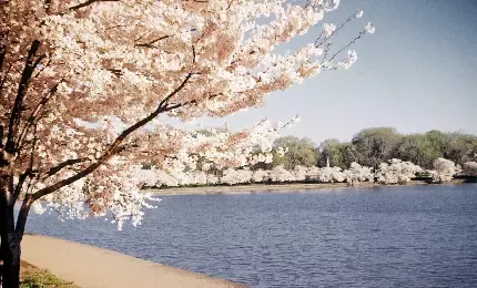  عکس شکوفه بهاری برای اینستاگرام