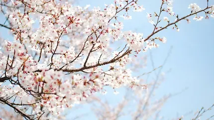  عکس شکوفه بهاری برای اینستاگرام