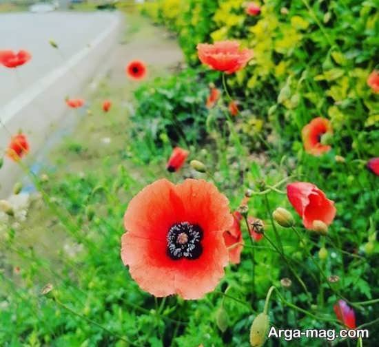  عکس پروفایل واتساپ بهاری دخترانه