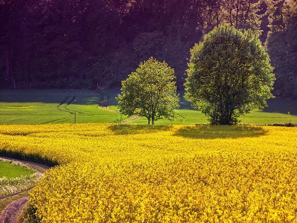  مناظر زیبای بهاری