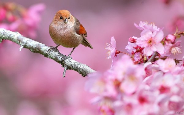  عکس شکوفه بهاری با پرنده