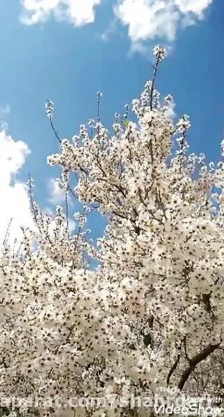  تصویر زمینه شکوفه سفید