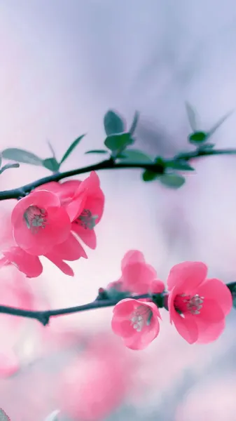  عکس گل بهاری برای پروفایل