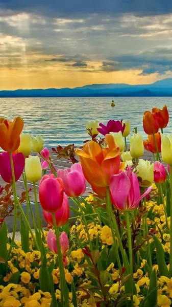  عکس گل بهاری برای پروفایل