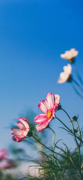  عکس گل بهاری برای پروفایل