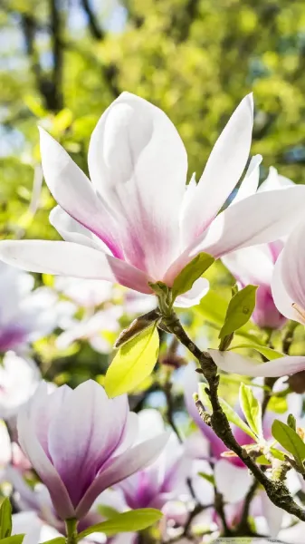  عکس گل بهاری برای پروفایل