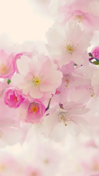  عکس گل بهاری برای پروفایل